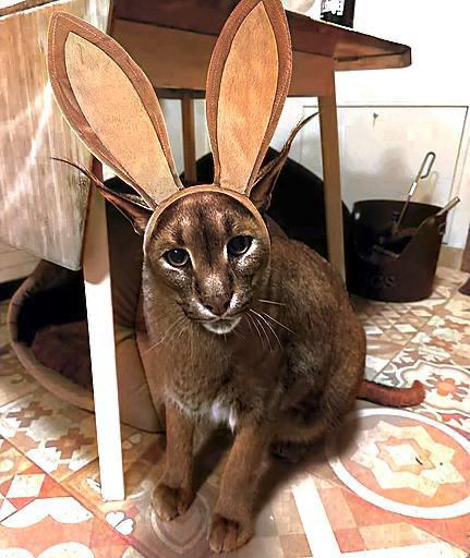 Caracal wearing rabbit ears